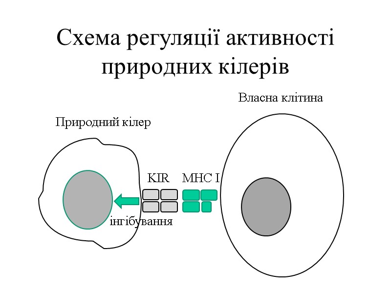 Схема регуляції активності природних кілерів  Природний кілер Власна клітина KIR MHC I інгібування